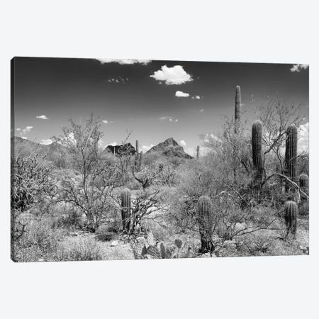 Black Arizona Series - Saguaro National Park II Canvas Print #PHD1588} by Philippe Hugonnard Canvas Artwork