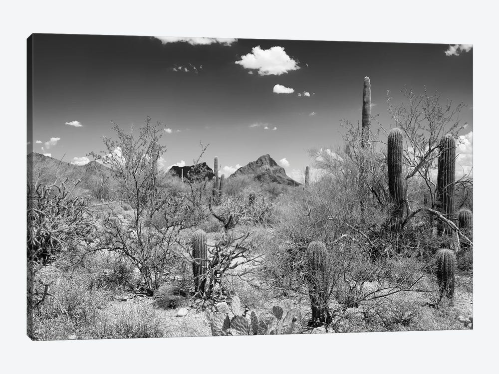 Black Arizona Series - Saguaro National Park II by Philippe Hugonnard 1-piece Canvas Artwork