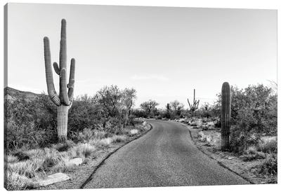 Black Arizona Series - Saguaro Road Canvas Art Print - All Black Collection