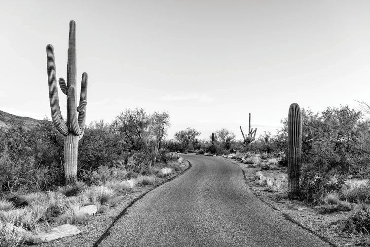 Black Arizona Series - Saguaro Road