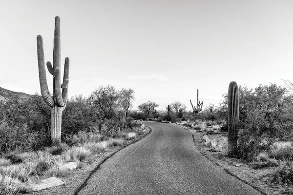 Saguaro National Park: Saguaro Road by Philippe Hugonnard