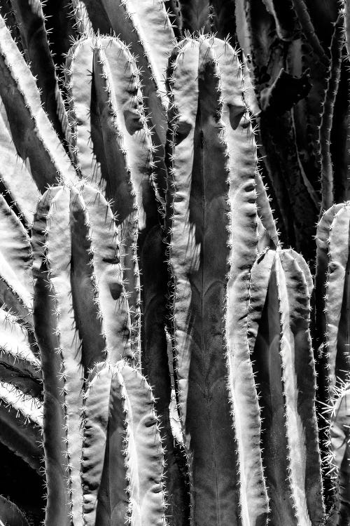 Black Arizona Series - Saguaro Cactus Close Up