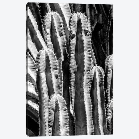 Black Arizona Series - Saguaro Cactus Close Up Canvas Print #PHD1590} by Philippe Hugonnard Canvas Art Print