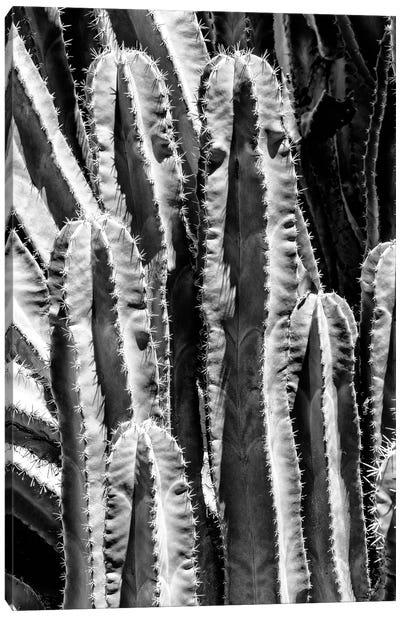 Black Arizona Series - Saguaro Cactus Close Up Canvas Art Print - Saguaro National Park Art