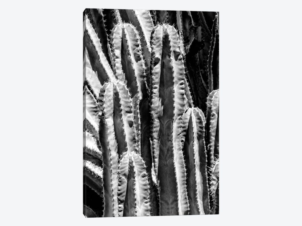Black Arizona Series - Saguaro Cactus Close Up by Philippe Hugonnard 1-piece Art Print