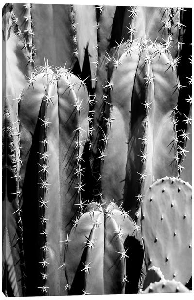 Black Arizona Series - Saguaro Cactus Close Up II Canvas Art Print - All Black Collection