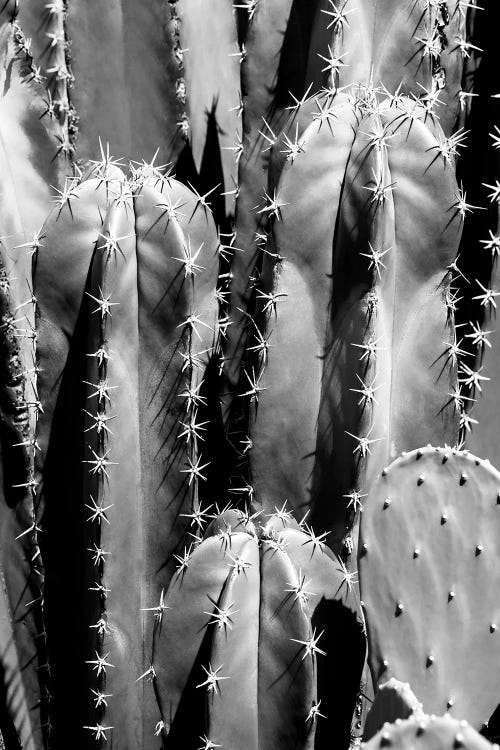 Black Arizona Series - Saguaro Cactus Close Up II