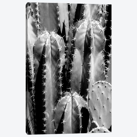Black Arizona Series - Saguaro Cactus Close Up II Canvas Print #PHD1592} by Philippe Hugonnard Canvas Print