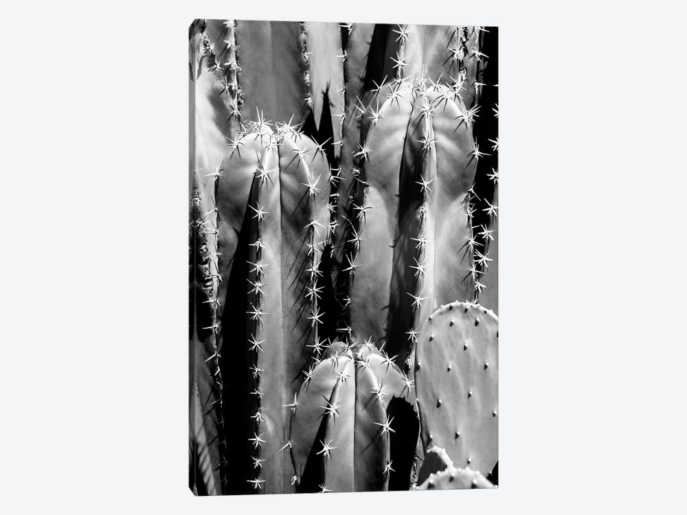 Black Arizona Series - Saguaro Cactus Close Up II by Philippe Hugonnard 1-piece Canvas Art Print