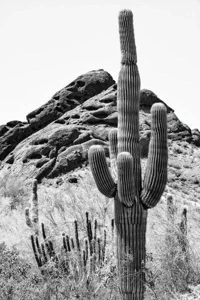 Black Arizona Series - Cactus II by Philippe Hugonnard canvas print