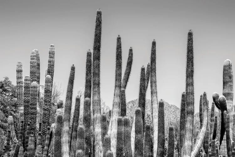 Black Arizona Series - Organ Pipe Cactus