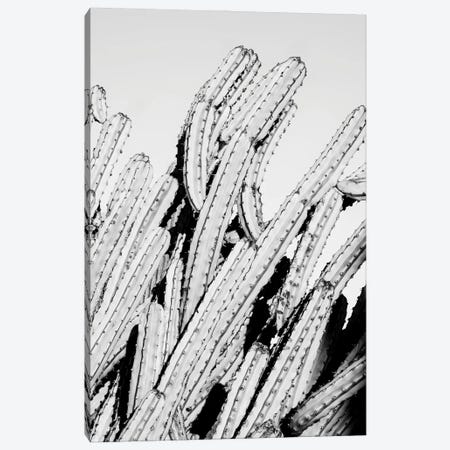 Black Arizona Series - Cactus Movement Canvas Print #PHD1598} by Philippe Hugonnard Canvas Print