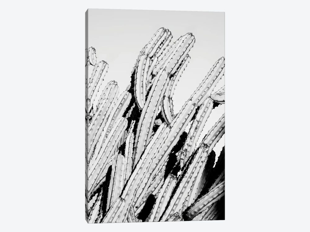 Black Arizona Series - Cactus Movement by Philippe Hugonnard 1-piece Canvas Art Print