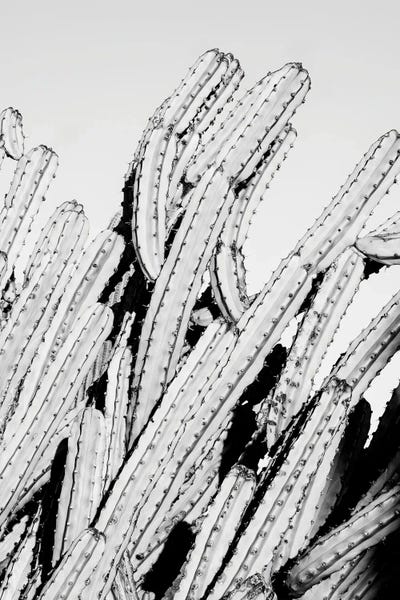 Black Arizona Series - Cactus Movement