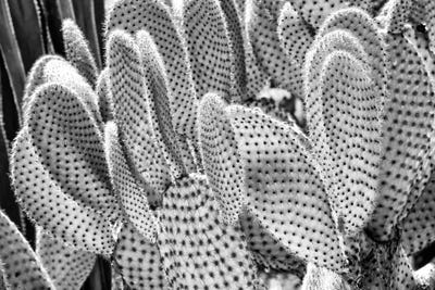 Prickly Pear by Philippe Hugonnard canvas print