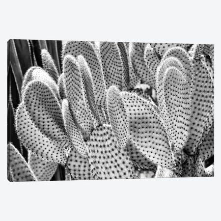 Black Arizona Series - Prickly Pear Canvas Print #PHD1599} by Philippe Hugonnard Canvas Print