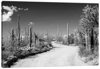 Black Arizona Series - Along The Path Canvas Art Print - All Black Collection