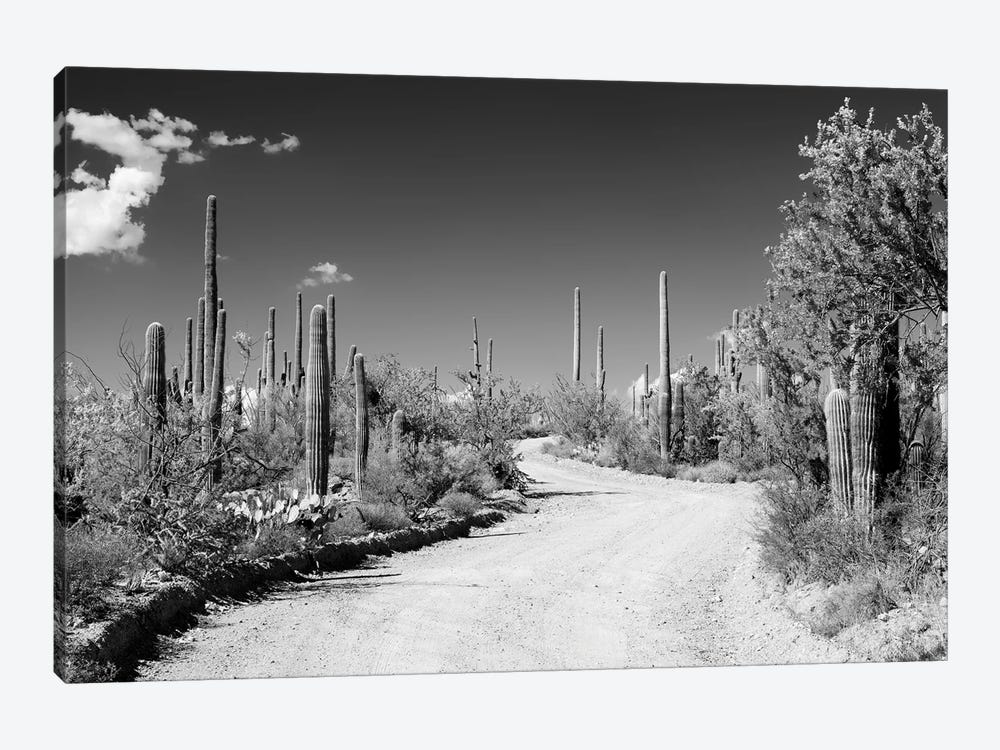 Black Arizona Series - Along The Path by Philippe Hugonnard 1-piece Canvas Artwork