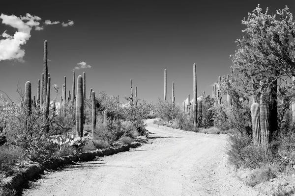 Succulents: Black Arizona Series - Along The Path by Philippe Hugonnard