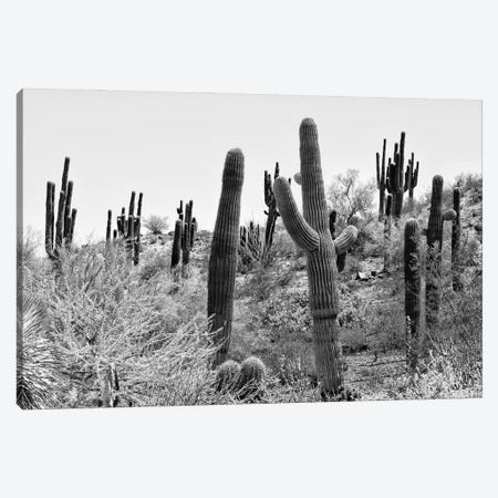 Black Arizona Series - Cacti Hill Canvas Print #PHD1605} by Philippe Hugonnard Canvas Artwork