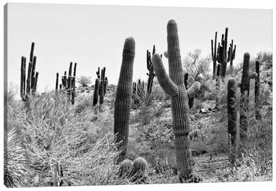 Black Arizona Series - Cacti Hill Canvas Art Print - All Black Collection