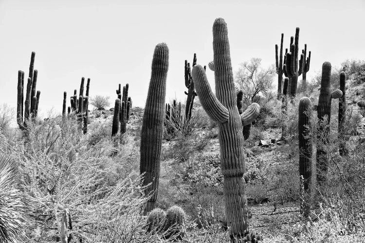 Black Arizona Series - Cacti Hill