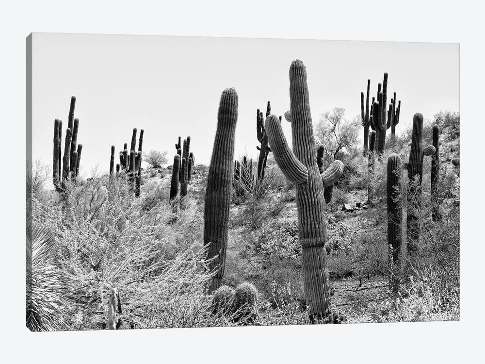 Black Arizona Series - Cacti Hill by Philippe Hugonnard 1-piece Canvas Print