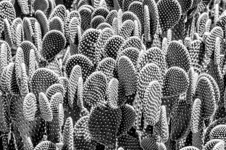 Black Arizona Series - Prickly Pear Family