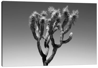 Black Arizona Series - The Joshua Tree Canvas Art Print - Cactus Art