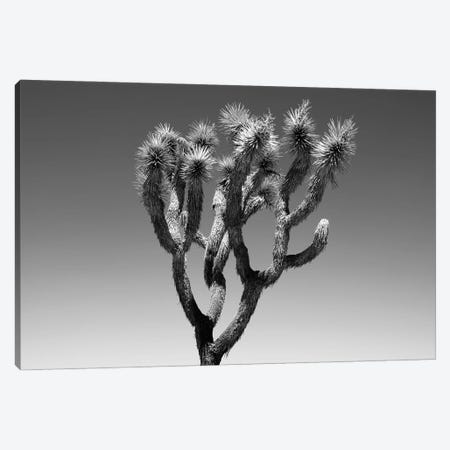 Black Arizona Series - The Joshua Tree Canvas Print #PHD1612} by Philippe Hugonnard Canvas Artwork