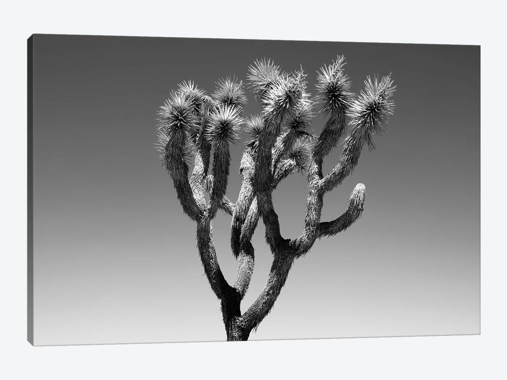 Black Arizona Series - The Joshua Tree by Philippe Hugonnard 1-piece Canvas Print