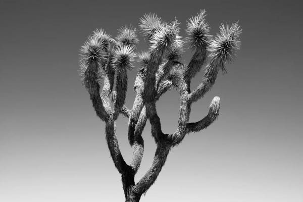 Succulents: Black Arizona Series - The Joshua Tree by Philippe Hugonnard
