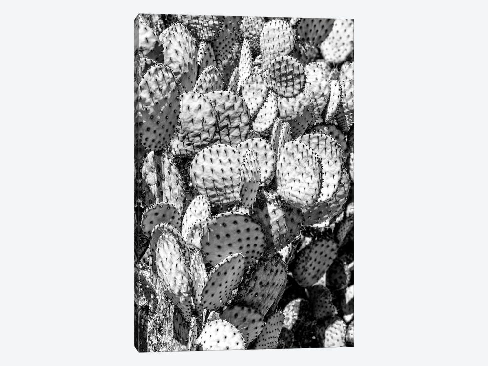 Black Arizona Series - Prickly Pear Cactus Family by Philippe Hugonnard 1-piece Canvas Art