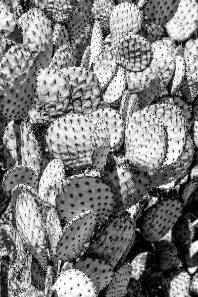 Arizona: Prickly Pear Cactus Family by Philippe Hugonnard