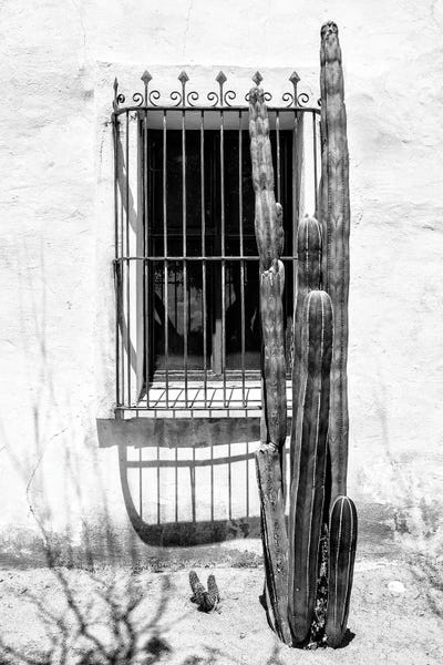 Cacti: Black Arizona Series - Front Of The Window by Philippe Hugonnard
