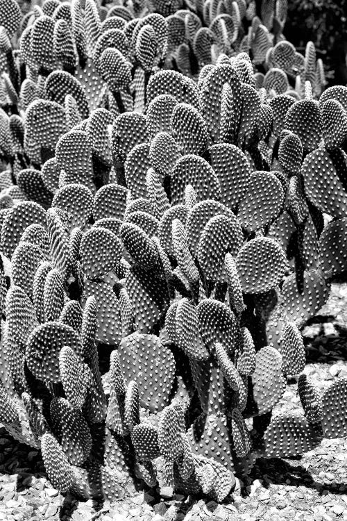 Black Arizona Series - Prickly Pear II