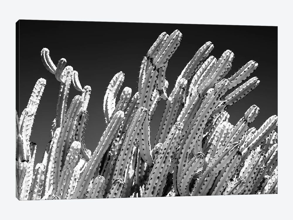Black Arizona Series - Cactus Plants by Philippe Hugonnard 1-piece Canvas Art Print