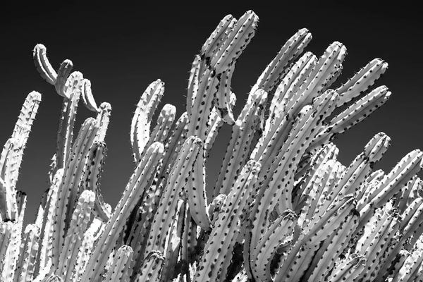 Black Arizona Series - Cactus Plants