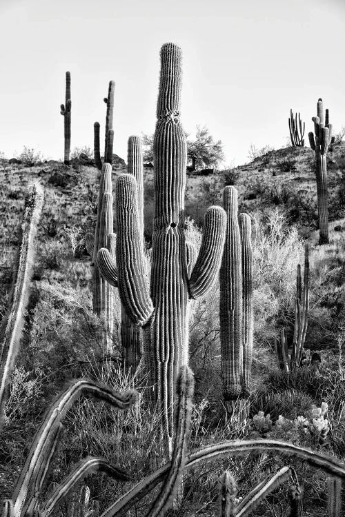 Black Arizona Series - Saguaro Cactus Hill II