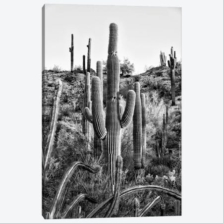 Black Arizona Series - Saguaro Cactus Hill II Canvas Print #PHD1622} by Philippe Hugonnard Canvas Art Print