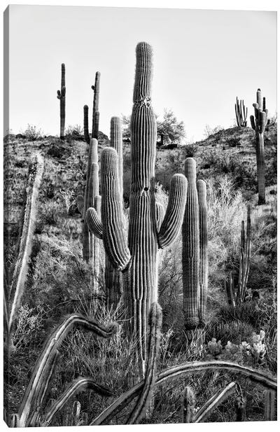 Black Arizona Series - Saguaro Cactus Hill II Canvas Art Print - Saguaro National Park Art