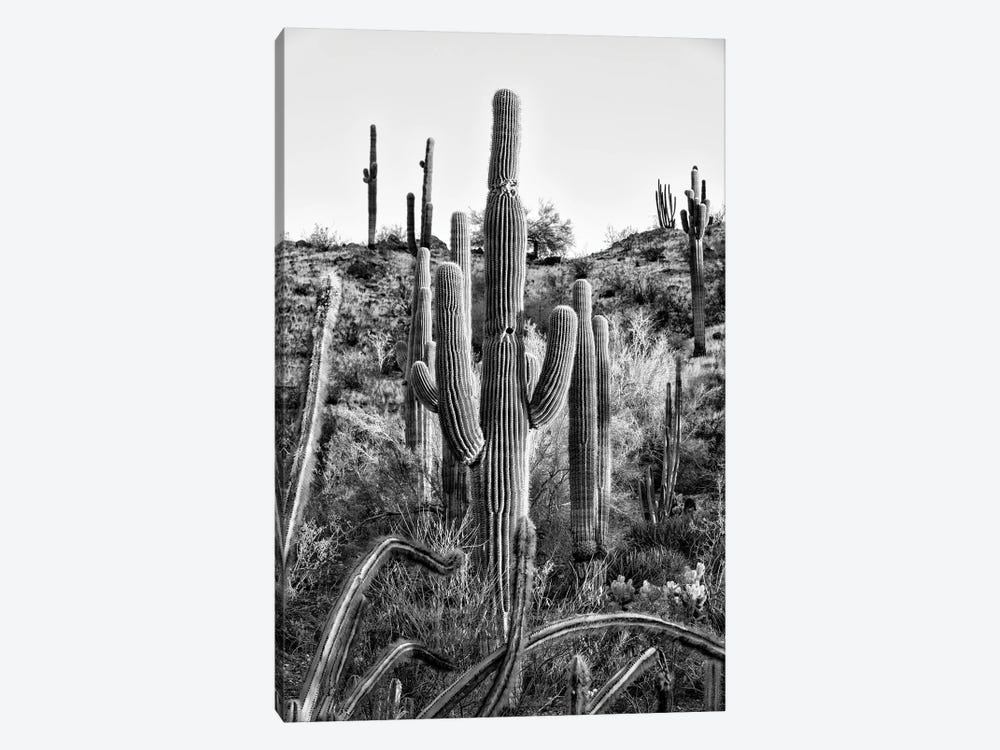 Black Arizona Series - Saguaro Cactus Hill II by Philippe Hugonnard 1-piece Canvas Wall Art