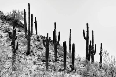 Saguaro Cactus Hill III by Philippe Hugonnard canvas print