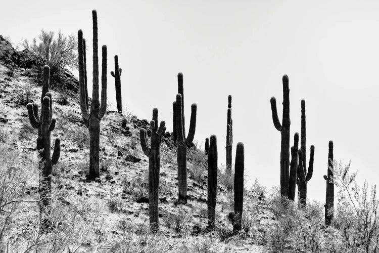 Black Arizona Series - Saguaro Cactus Hill III