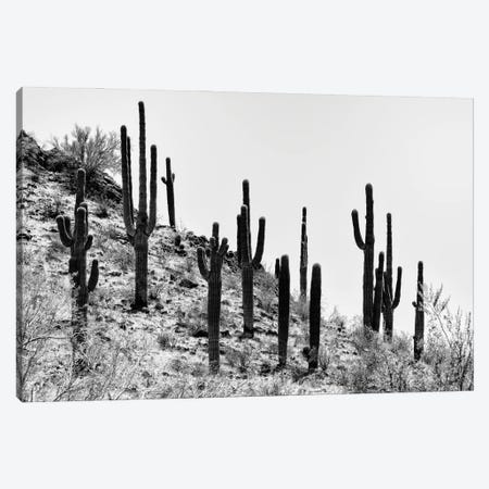 Black Arizona Series - Saguaro Cactus Hill III Canvas Print #PHD1625} by Philippe Hugonnard Canvas Wall Art