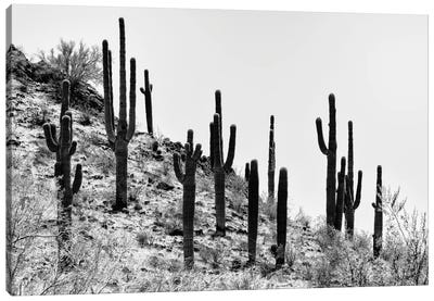 Black Arizona Series - Saguaro Cactus Hill III Canvas Art Print - Saguaro National Park Art
