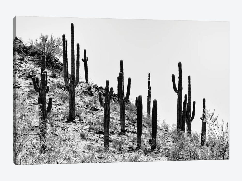 Black Arizona Series - Saguaro Cactus Hill III by Philippe Hugonnard 1-piece Art Print