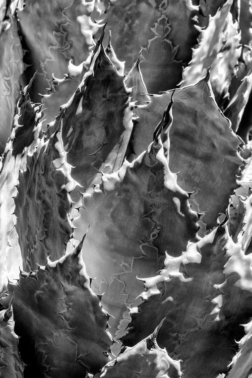 Black Arizona Series - Agave III