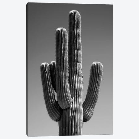 Black Arizona Series - The Cactus II Canvas Print #PHD1631} by Philippe Hugonnard Canvas Artwork