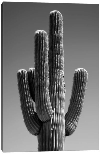 Black Arizona Series - The Cactus II Canvas Art Print - All Black Collection